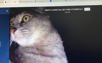 La formazione e i gatti: un binomio singolare